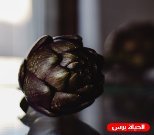 فوائد مغلي أوراق الخرشوف وطريقة اعداده